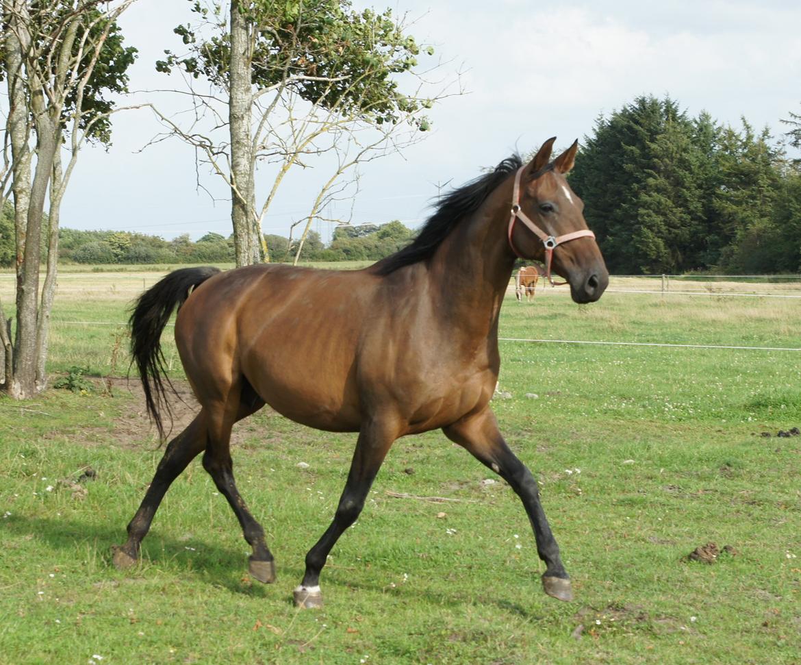 Dansk Varmblod Spanggårds Whitney (RDH) - Whitney D. 30. August 2013, lige kommet på fold efter vi har hentet hende hjem :) billede 13