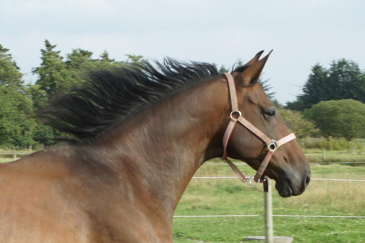 Dansk Varmblod Spanggårds Whitney (RDH) - Whitney D. 30. August 2013, lige kommet på fold efter vi har hentet hende hjem :) billede 18