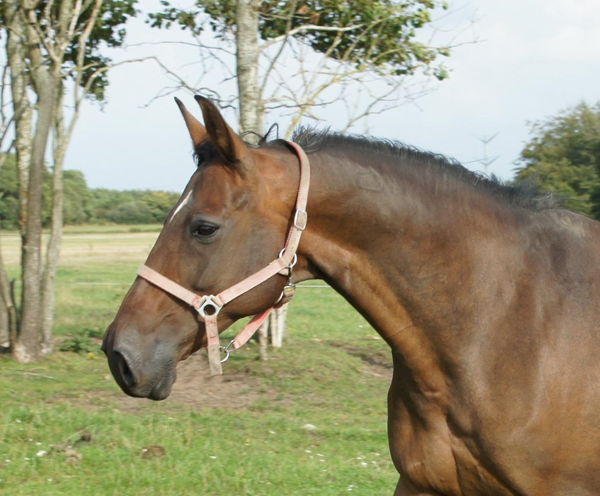 Dansk Varmblod Spanggårds Whitney (RDH) - Whitney D. 30. August 2013, lige kommet på fold efter vi har hentet hende hjem :) billede 6