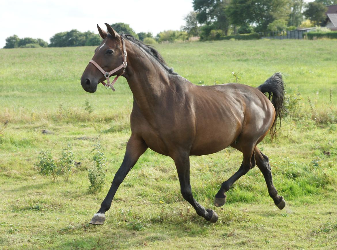 Dansk Varmblod Spanggårds Whitney (RDH) - Whitney D. 30. August 2013, lige kommet på fold efter vi har hentet hende hjem :) billede 4