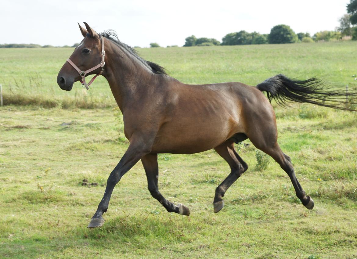 Dansk Varmblod Spanggårds Whitney (RDH) - Whitney D. 30. August 2013, lige kommet på fold efter vi har hentet hende hjem :) billede 20