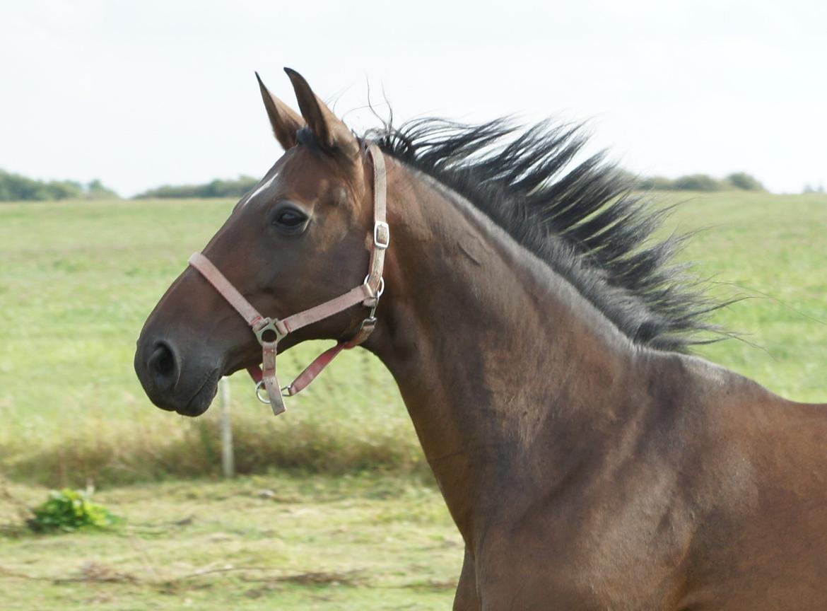 Dansk Varmblod Spanggårds Whitney (RDH) - Whitney D. 30. August 2013, lige kommet på fold efter vi har hentet hende hjem :) billede 21