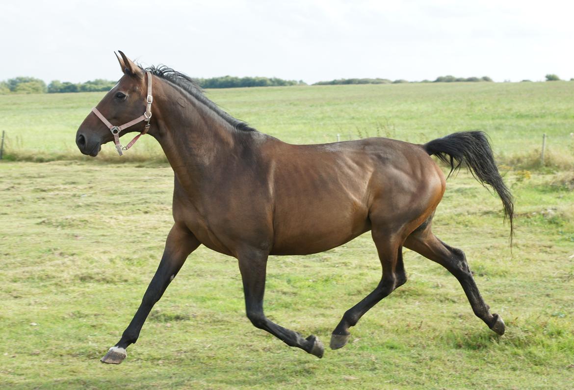 Dansk Varmblod Spanggårds Whitney (RDH) - Whitney D. 30. August 2013, lige kommet på fold efter vi har hentet hende hjem :) billede 22