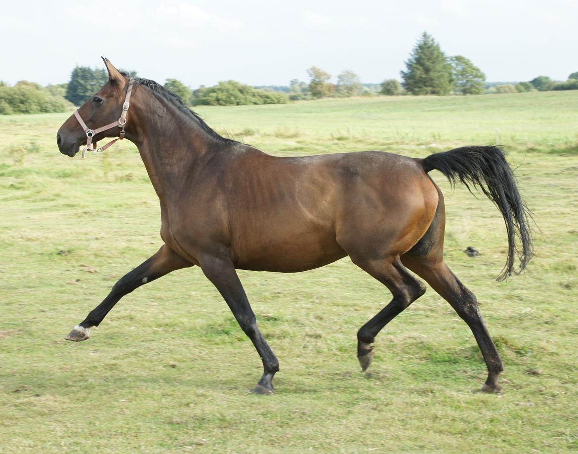 Dansk Varmblod Spanggårds Whitney (RDH) - Whitney D. 30. August 2013, lige kommet på fold efter vi har hentet hende hjem :) billede 24