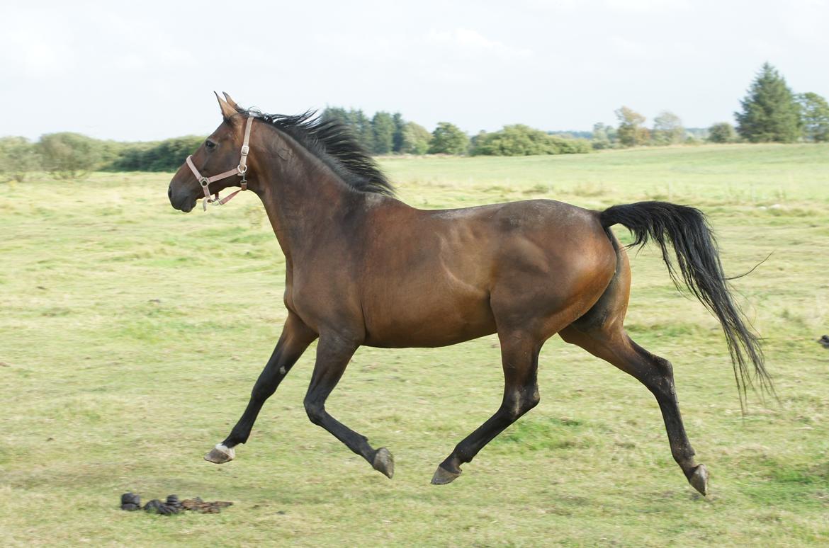 Dansk Varmblod Spanggårds Whitney (RDH) - Whitney D. 30. August 2013, lige kommet på fold efter vi har hentet hende hjem :) billede 26