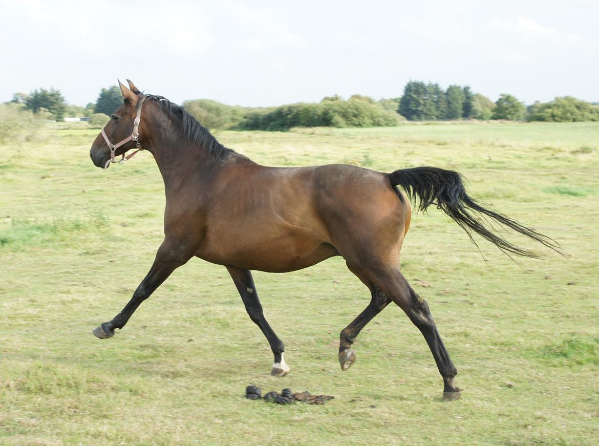 Dansk Varmblod Spanggårds Whitney (RDH) - Whitney D. 30. August 2013, lige kommet på fold efter vi har hentet hende hjem :) billede 32