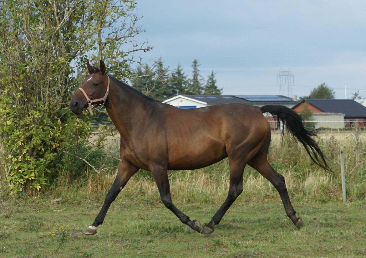 Dansk Varmblod Spanggårds Whitney (RDH) - Whitney D. 30. August 2013, lige kommet på fold efter vi har hentet hende hjem :) billede 27