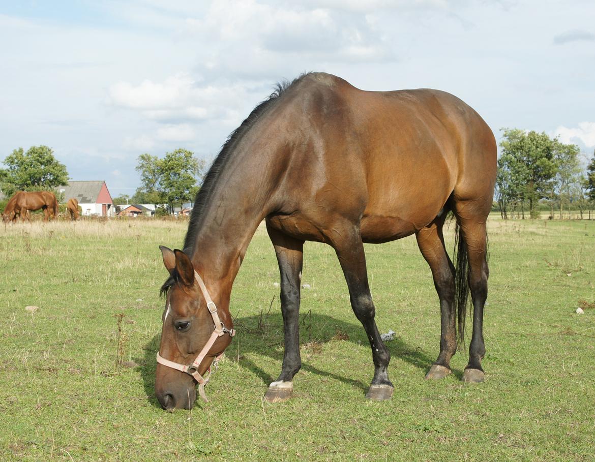 Dansk Varmblod Spanggårds Whitney (RDH) - Whitney D. 30. August 2013, lige kommet på fold efter vi har hentet hende hjem :) billede 28