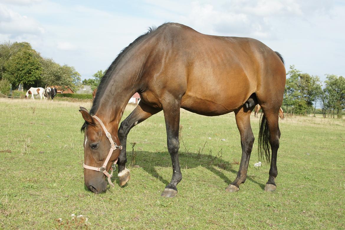 Dansk Varmblod Spanggårds Whitney (RDH) - Whitney D. 30. August 2013, lige kommet på fold efter vi har hentet hende hjem :) billede 38