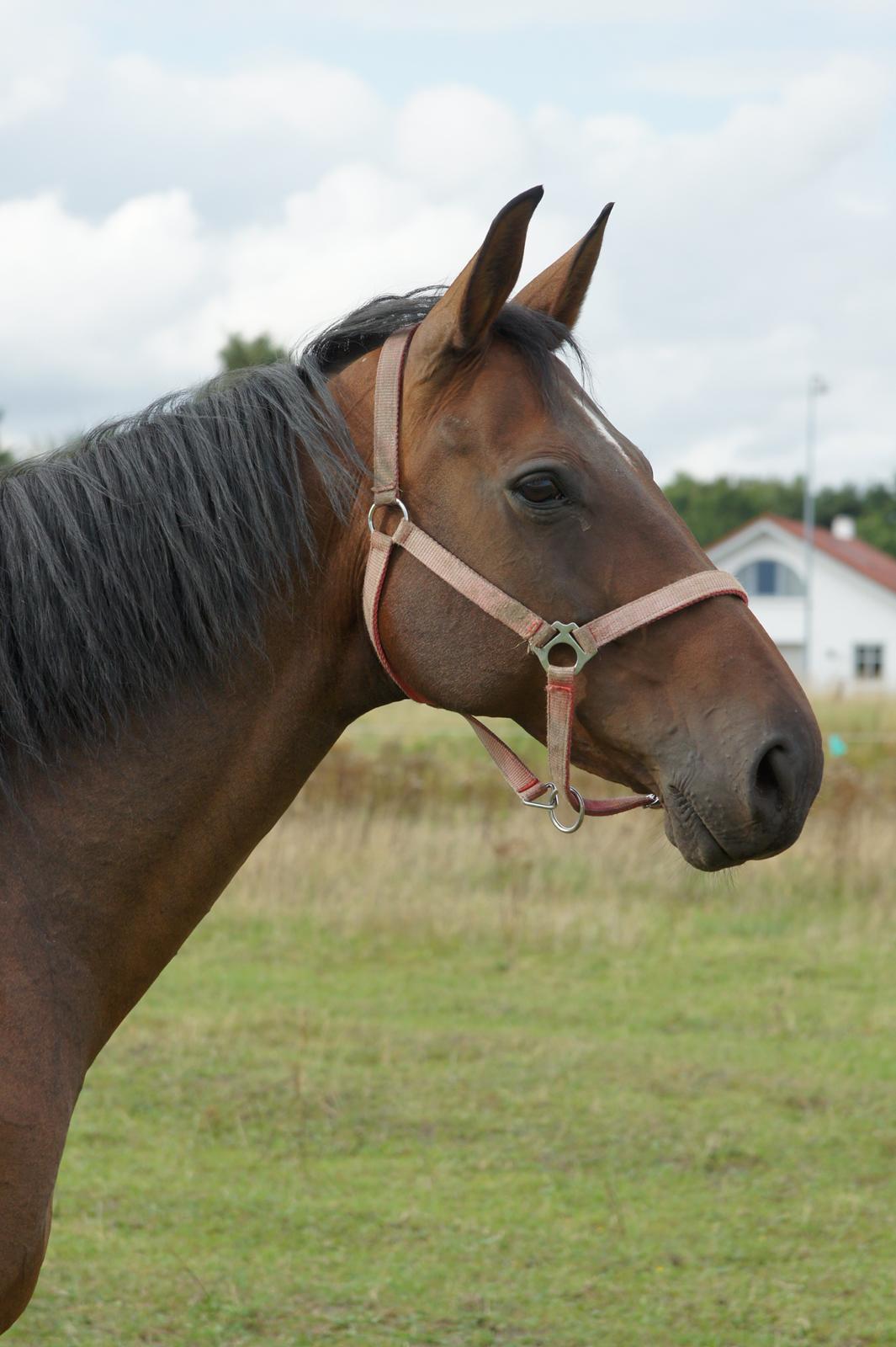 Dansk Varmblod Spanggårds Whitney (RDH) - Whitney D. 30. August 2013, lige kommet på fold efter vi har hentet hende hjem :) billede 25