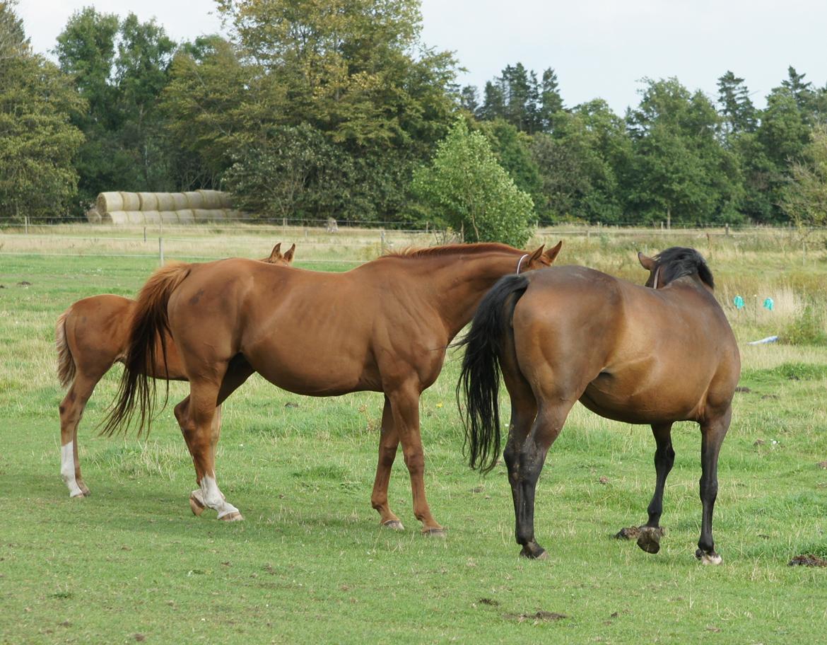 Dansk Varmblod Spanggårds Whitney (RDH) - Whitney D. 30. August 2013, lige kommet på fold efter vi har hentet hende hjem :) billede 23