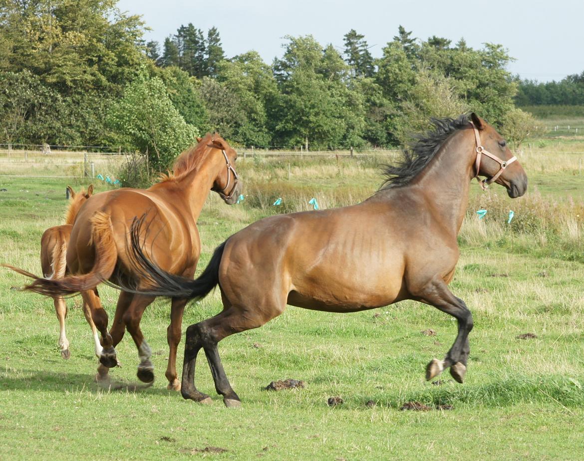 Dansk Varmblod Spanggårds Whitney (RDH) - Whitney D. 30. August 2013, lige kommet på fold efter vi har hentet hende hjem :) billede 19