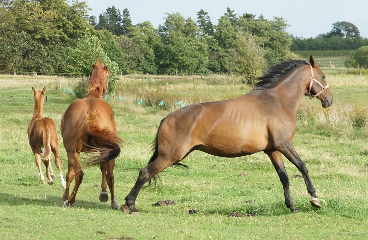 Dansk Varmblod Spanggårds Whitney (RDH) - Whitney D. 30. August 2013, lige kommet på fold efter vi har hentet hende hjem :) billede 31