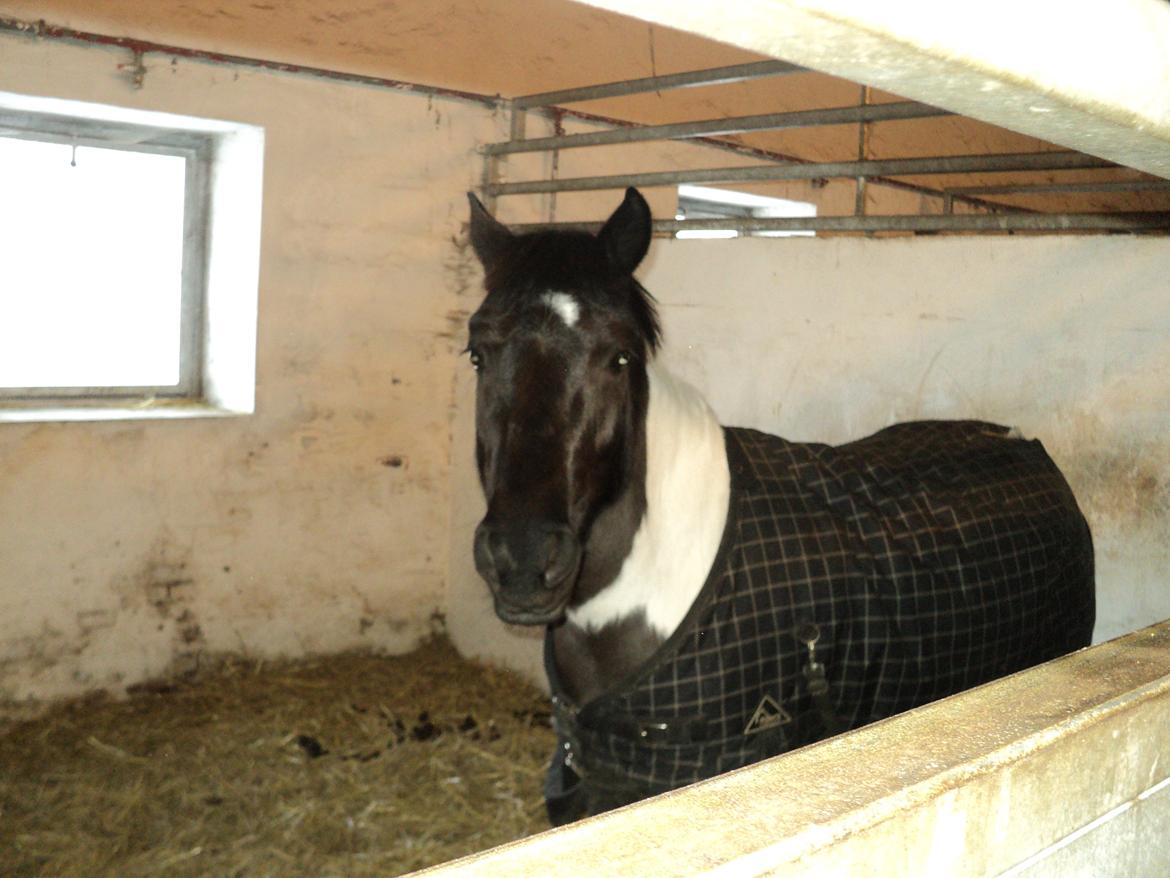 Pinto Twilight billede 3