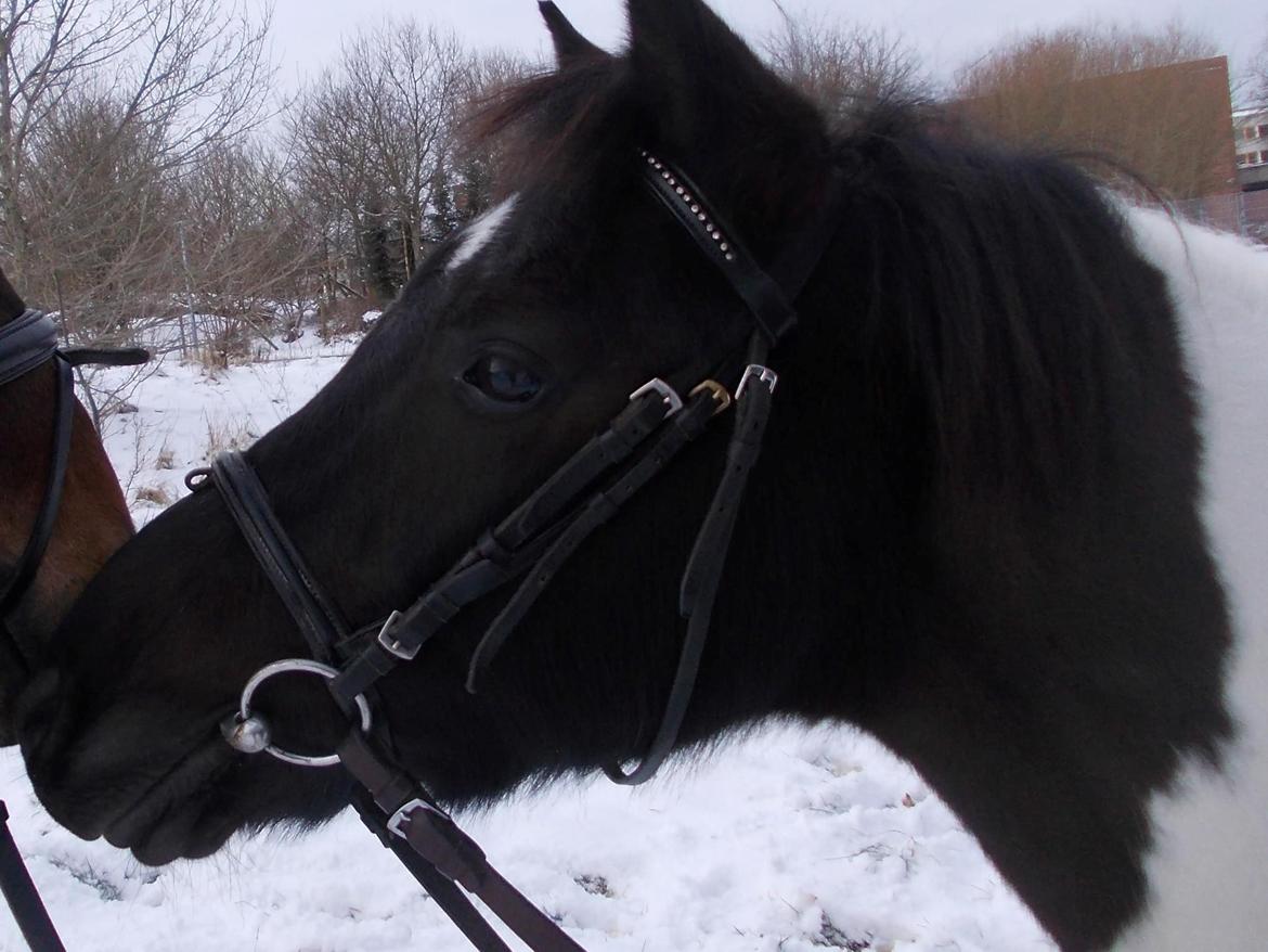 Pinto Twilight - :) billede 6