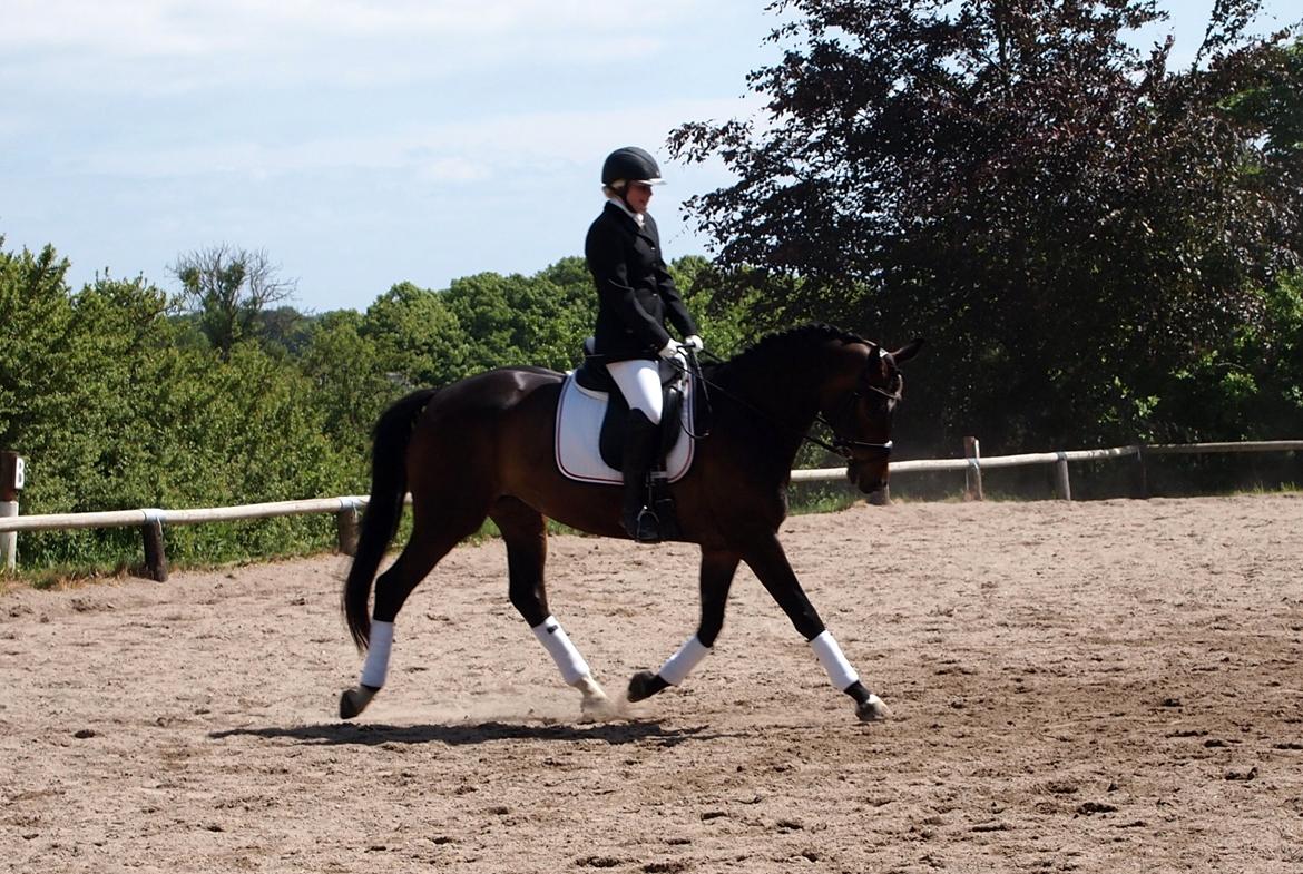 Dansk Varmblod Sebornia billede 8