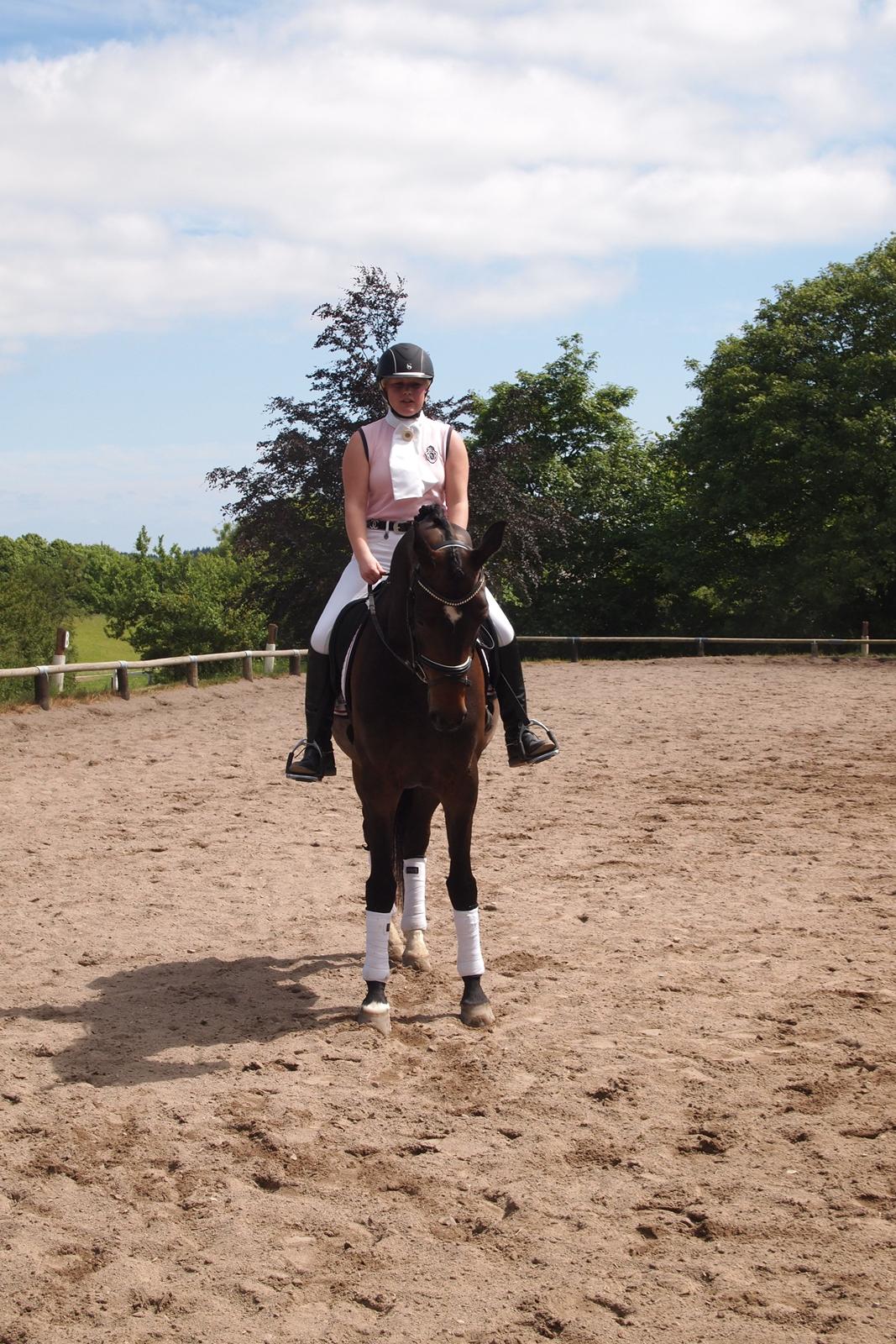 Dansk Varmblod Sebornia billede 9