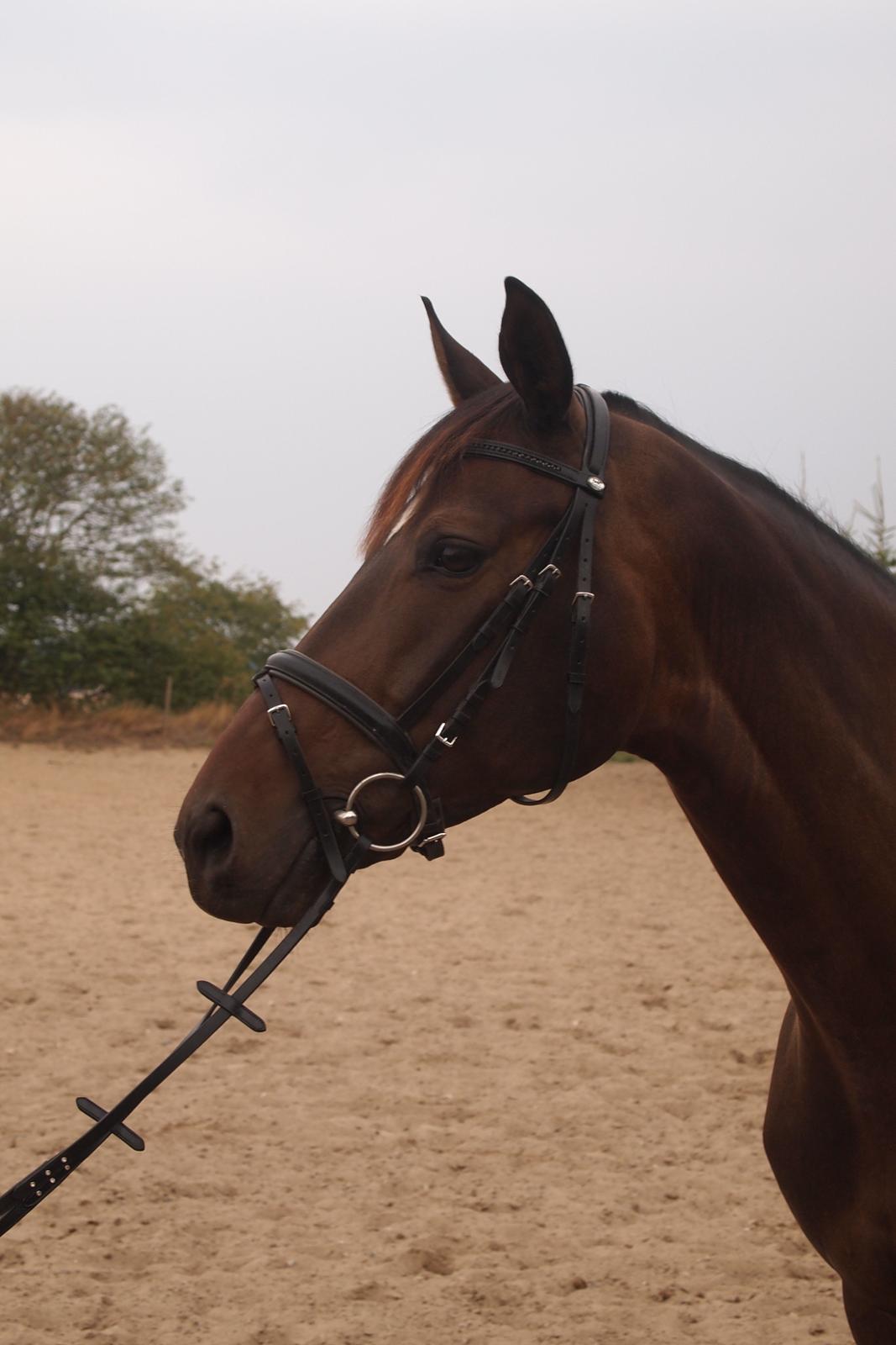 Dansk Varmblod Sebornia - Sebornia :) billede 4