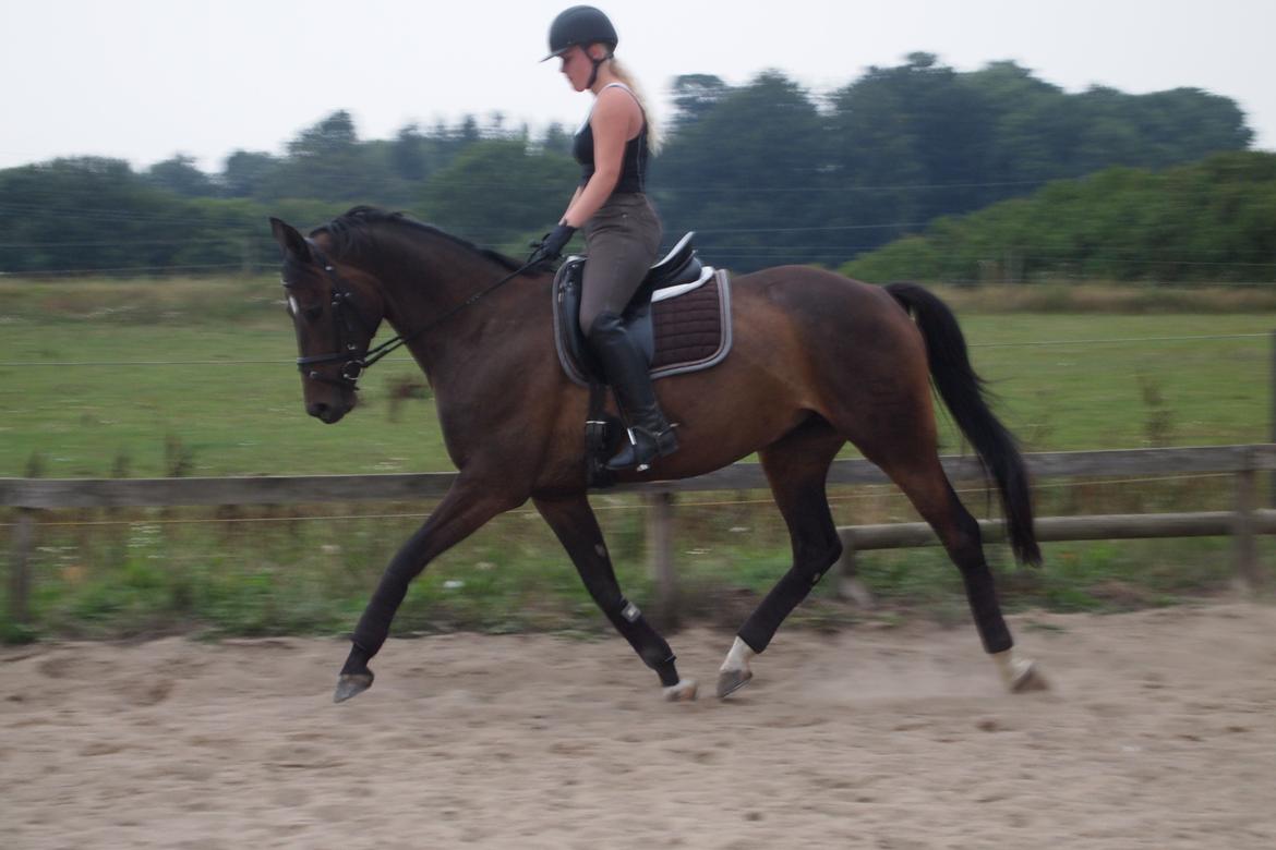 Dansk Varmblod Sebornia billede 6