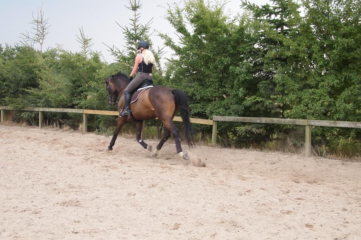 Dansk Varmblod Sebornia billede 7