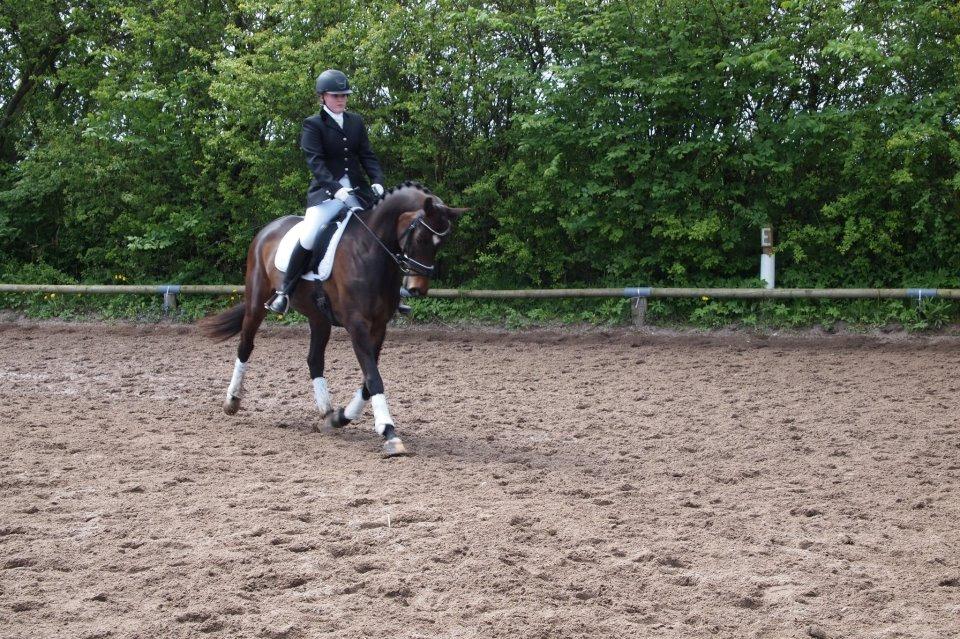 Dansk Varmblod Sebornia billede 10