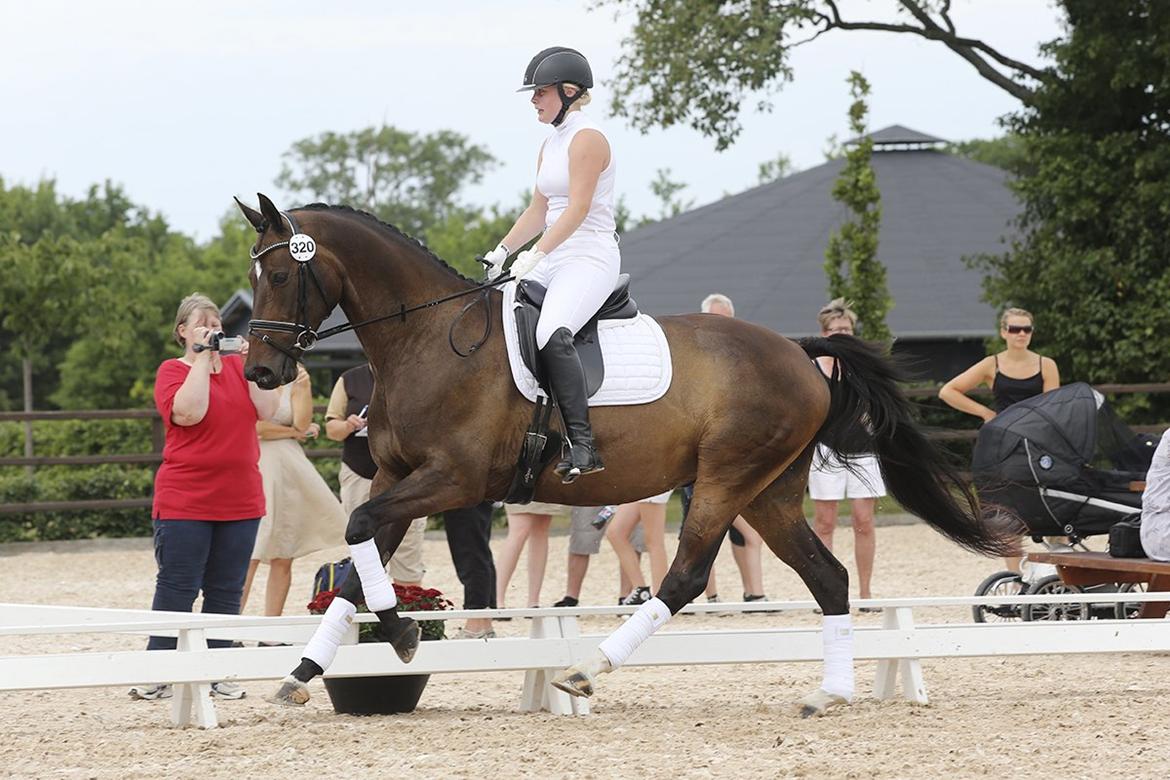 Dansk Varmblod Sebornia - Sebornia til hoppekåring på stutteri ask, hvor hun fik tildelt kåringsgraden RDS. billede 2