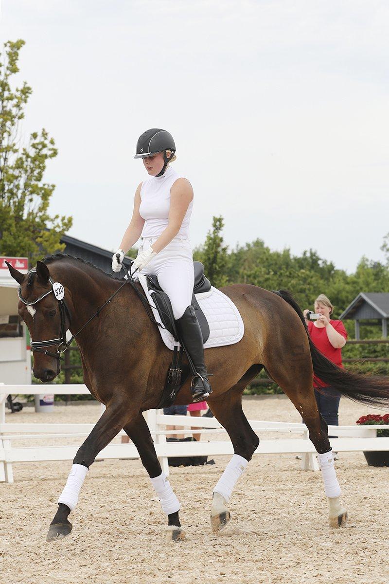 Dansk Varmblod Sebornia - Sebornia til hoppekåring på stutteri ask, hvor hun fik tildelt kåringsgraden RDS. billede 3