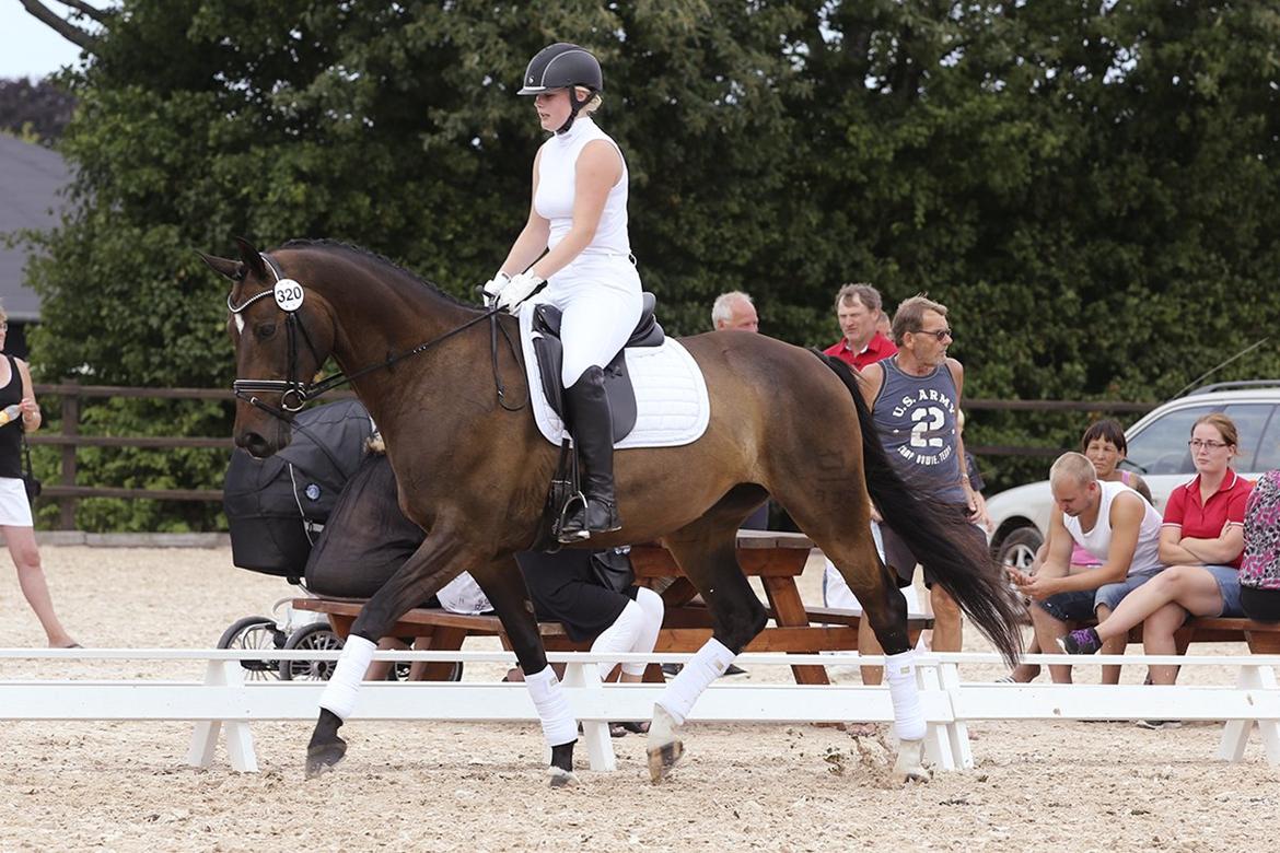 Dansk Varmblod Sebornia - Min smukke RDS hoppe. billede 1