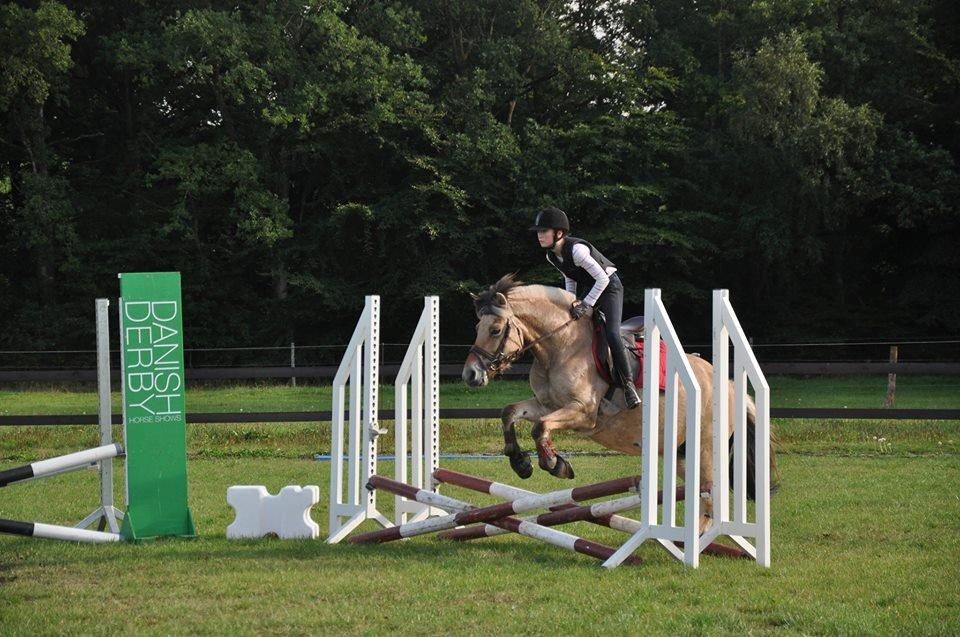 Fjordhest tronelunds sandre - så dygtig  billede 16