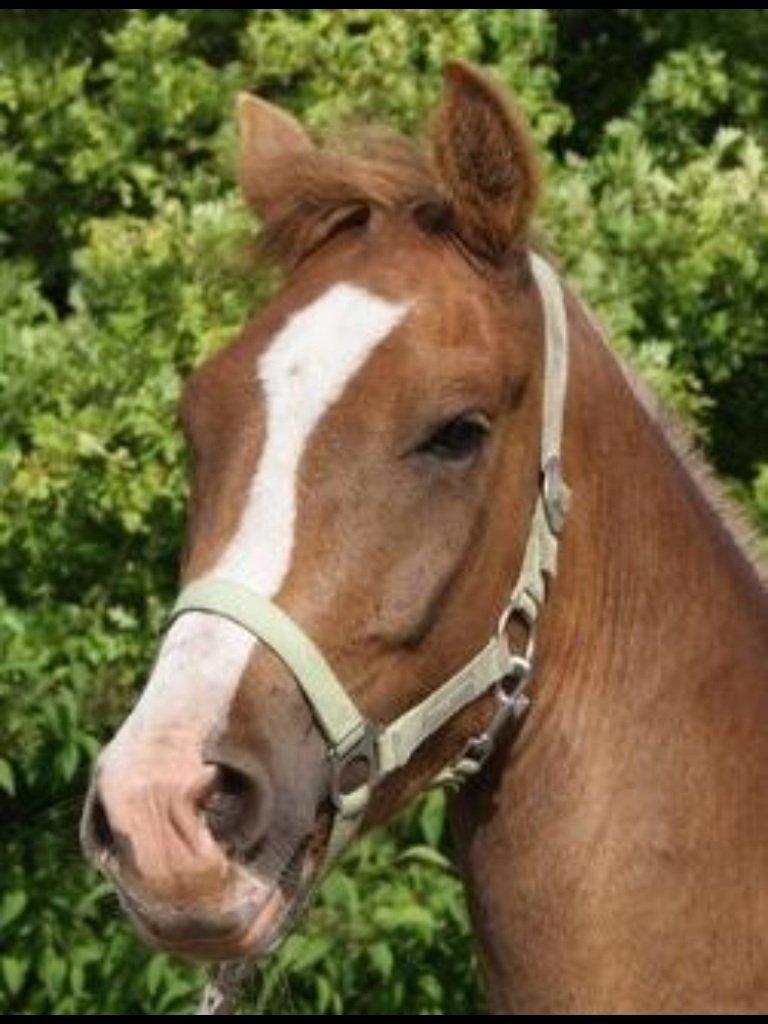 Anden særlig race Fabian - Charmetrolden, hos gamle ejere billede 3
