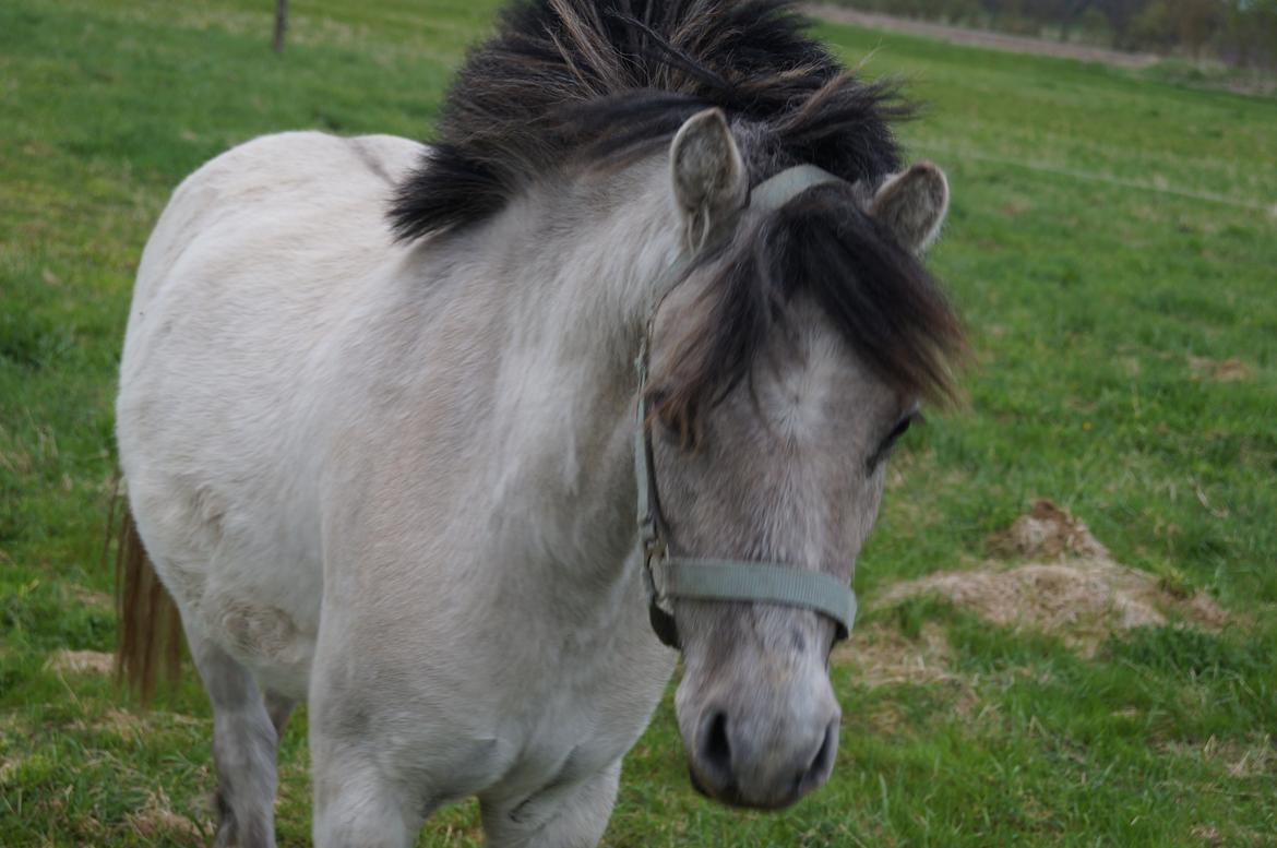 Anden særlig race Pippi ( Solgt) - Mit elskede fjols <3 billede 19