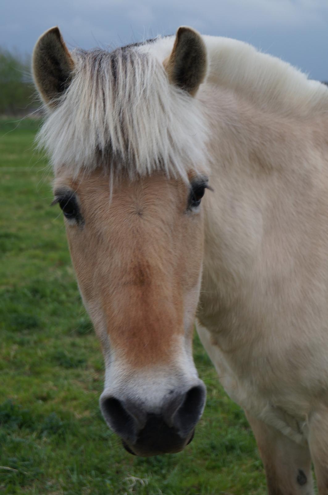 Fjordhest Julie Sejr R.I.P billede 18