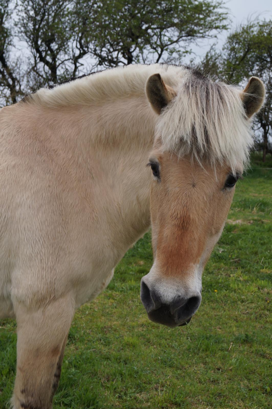 Fjordhest Julie Sejr R.I.P billede 19