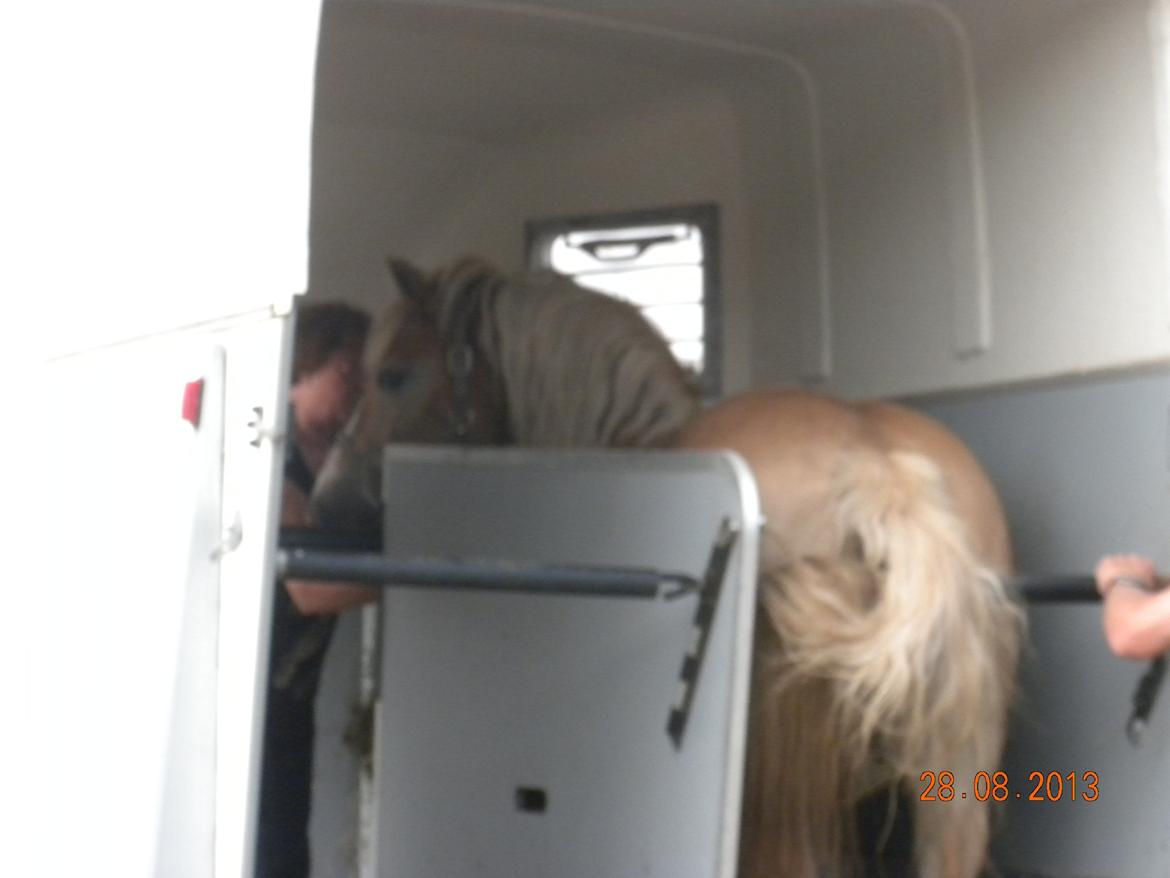 Haflinger Alexandra billede 7