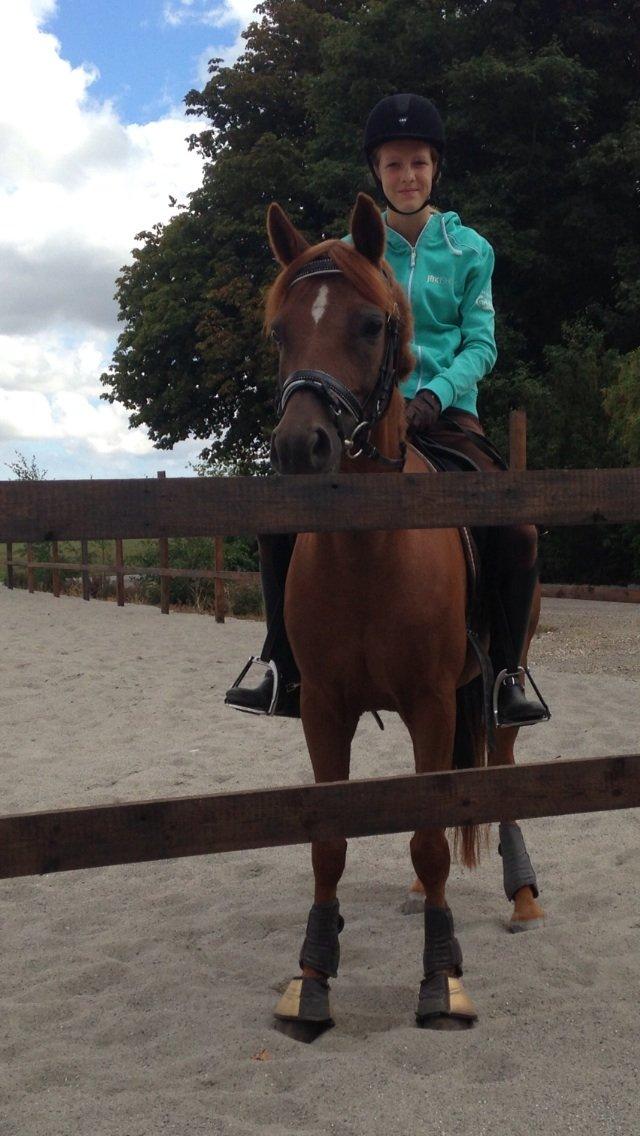Tysk Sportspony Aladin *Den Bedste* - You are my song, when there is no song to play<3 billede 17