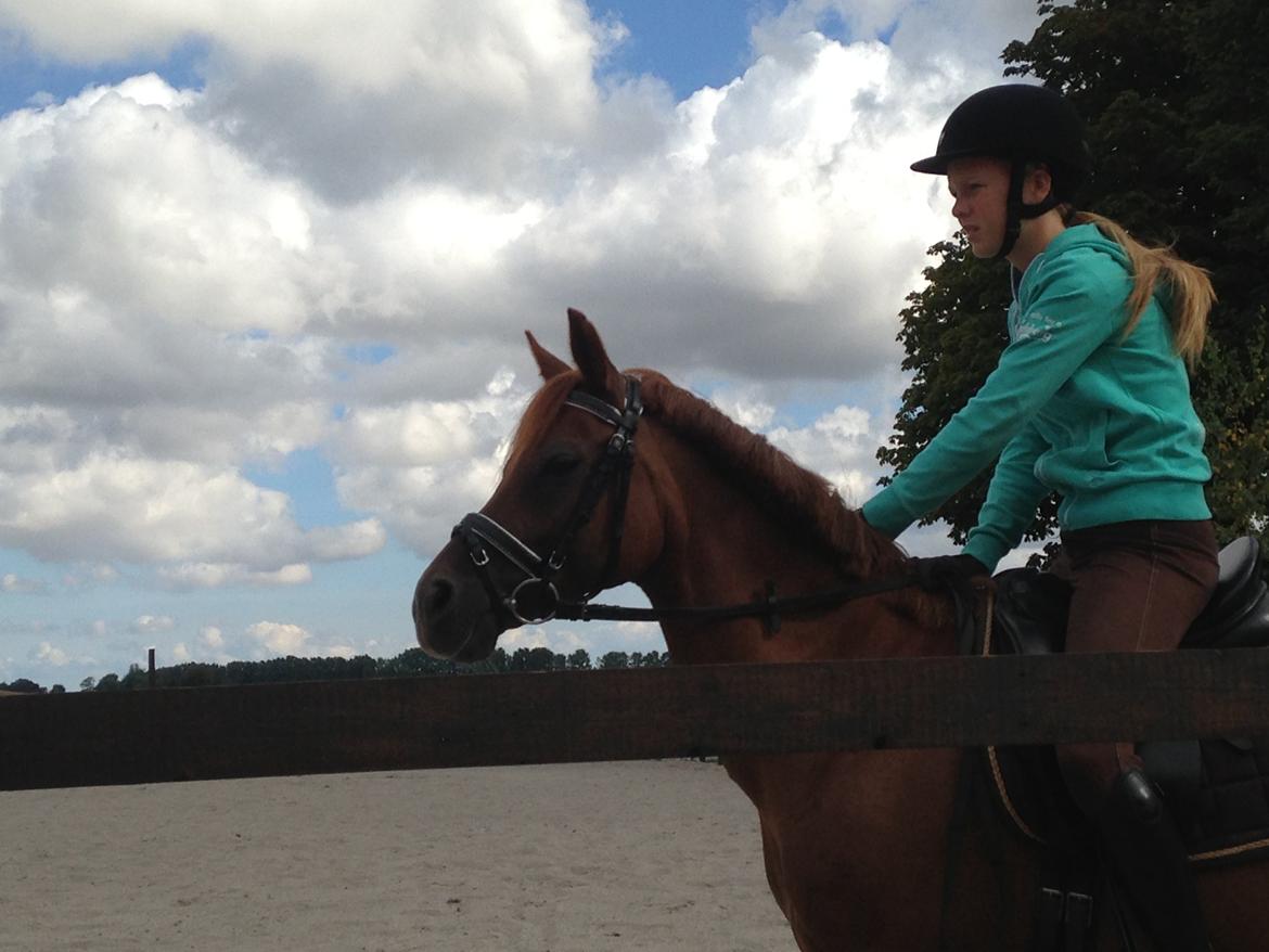 Tysk Sportspony Aladin *Den Bedste* - It´s all about SWAG <3 billede 20