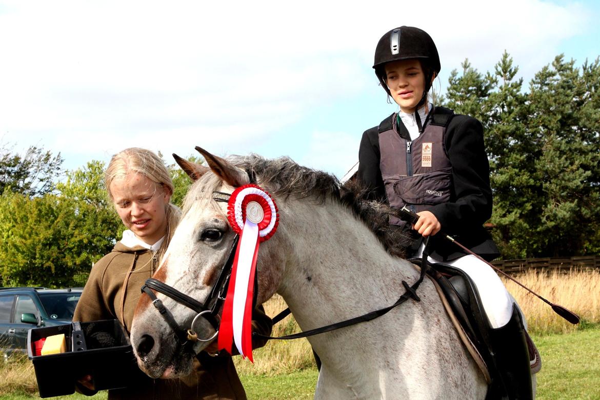 Pinto Araber Sharnie - Gedsted 2013, første omspring og første 1 plads! billede 2