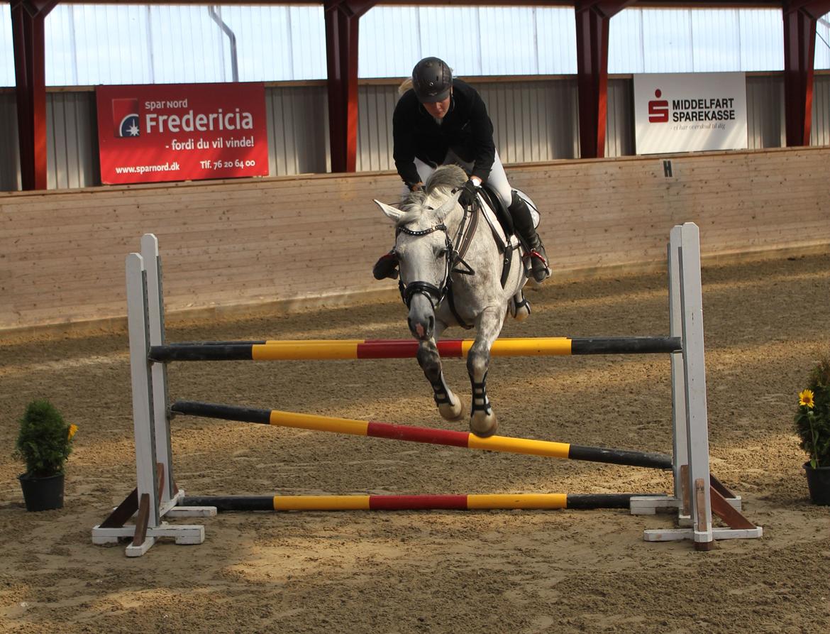 Hannoveraner Grey Lady - Åbent hus på Egum rideklub. Højdespring, vi når kun til 1,20 meter. Vil mere men det får vi ikke lov til. (: Tag hensyn til de små ponyer.  billede 1