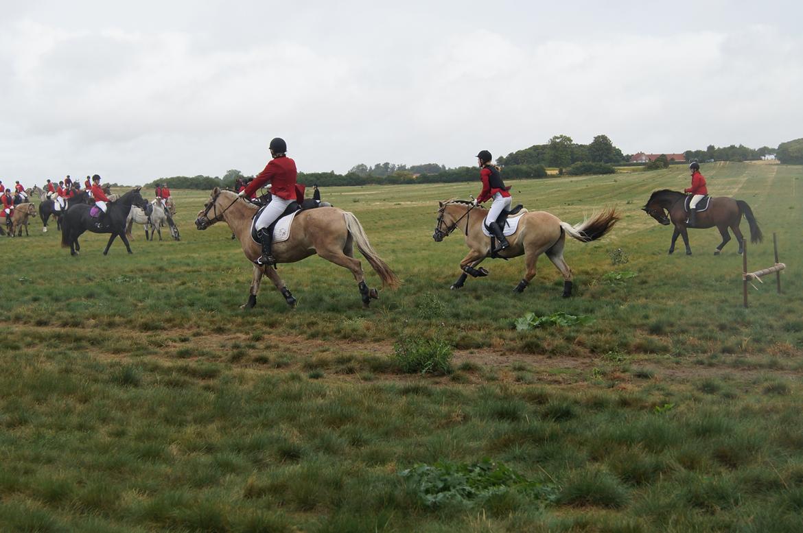 Fjordhest Thor Lysholm - JAGT! billede 17