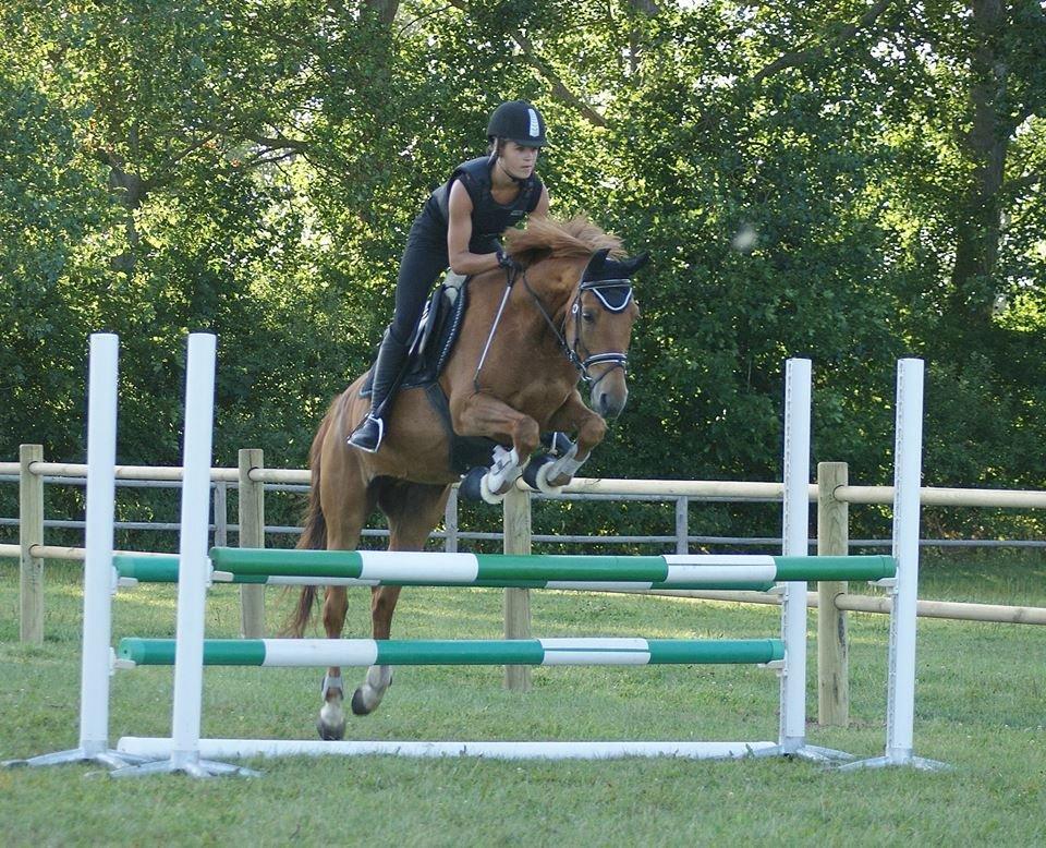 Tysk Sportspony Bacardi billede 14