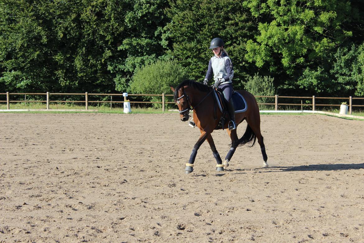 DSP Røgild's Cabatini Z - Træning billede 4