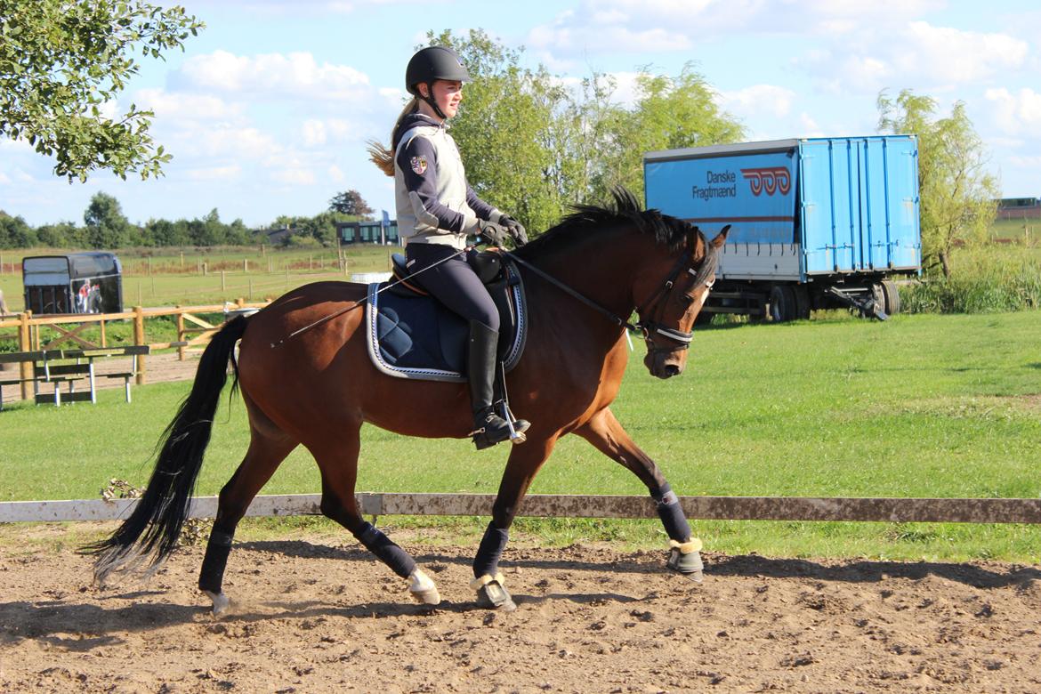 DSP Røgild's Cabatini Z - Velkommen :) billede 9