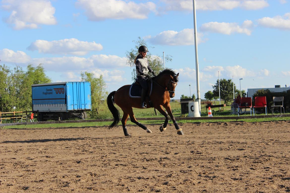 DSP Røgild's Cabatini Z - Træning billede 6