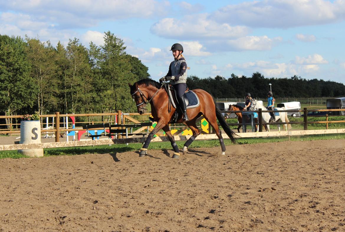 DSP Røgild's Cabatini Z - .. billede 11