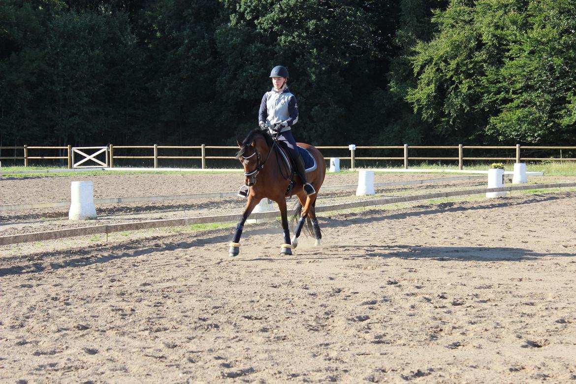 DSP Røgild's Cabatini Z - opvarmning billede 12