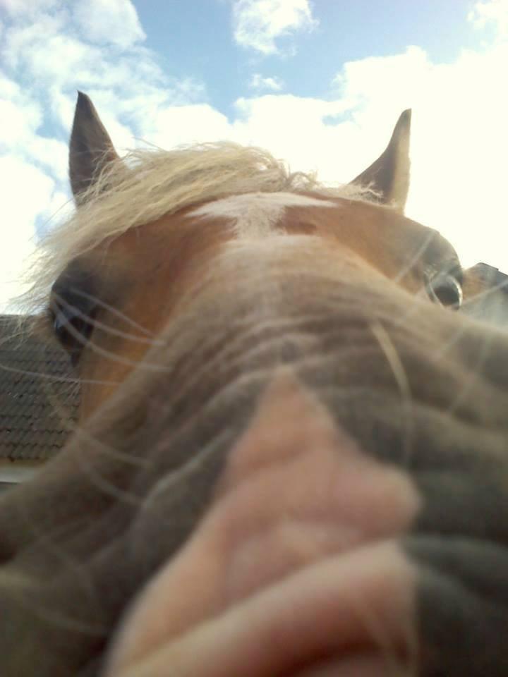 Tyroler Haflinger Minka af Brunbjerg billede 5