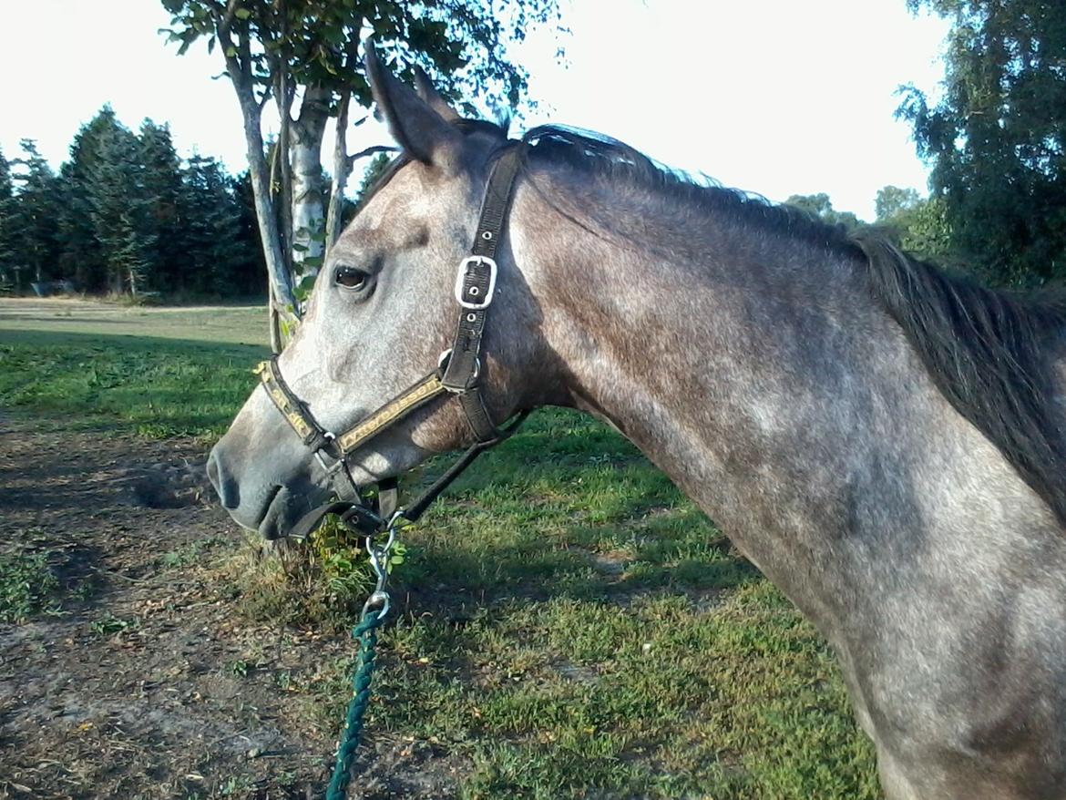 Anden særlig race Payback billede 21