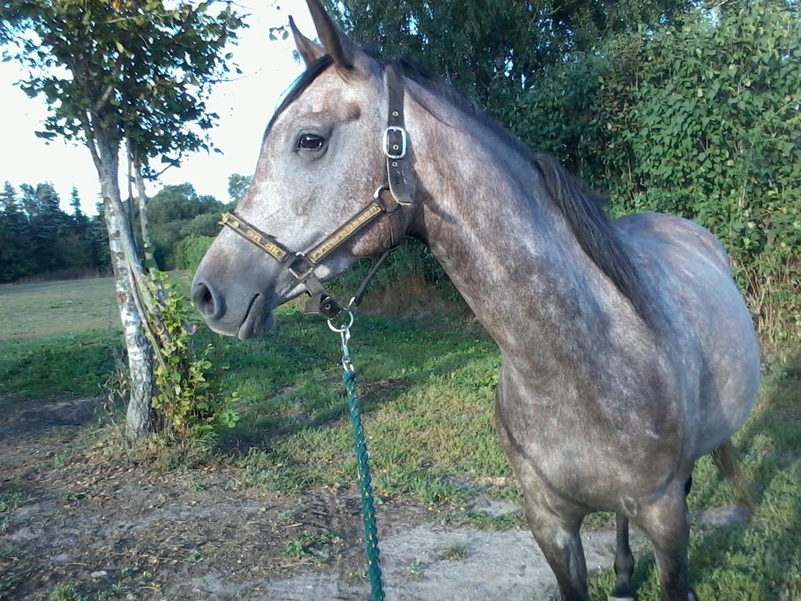 Anden særlig race Payback billede 22