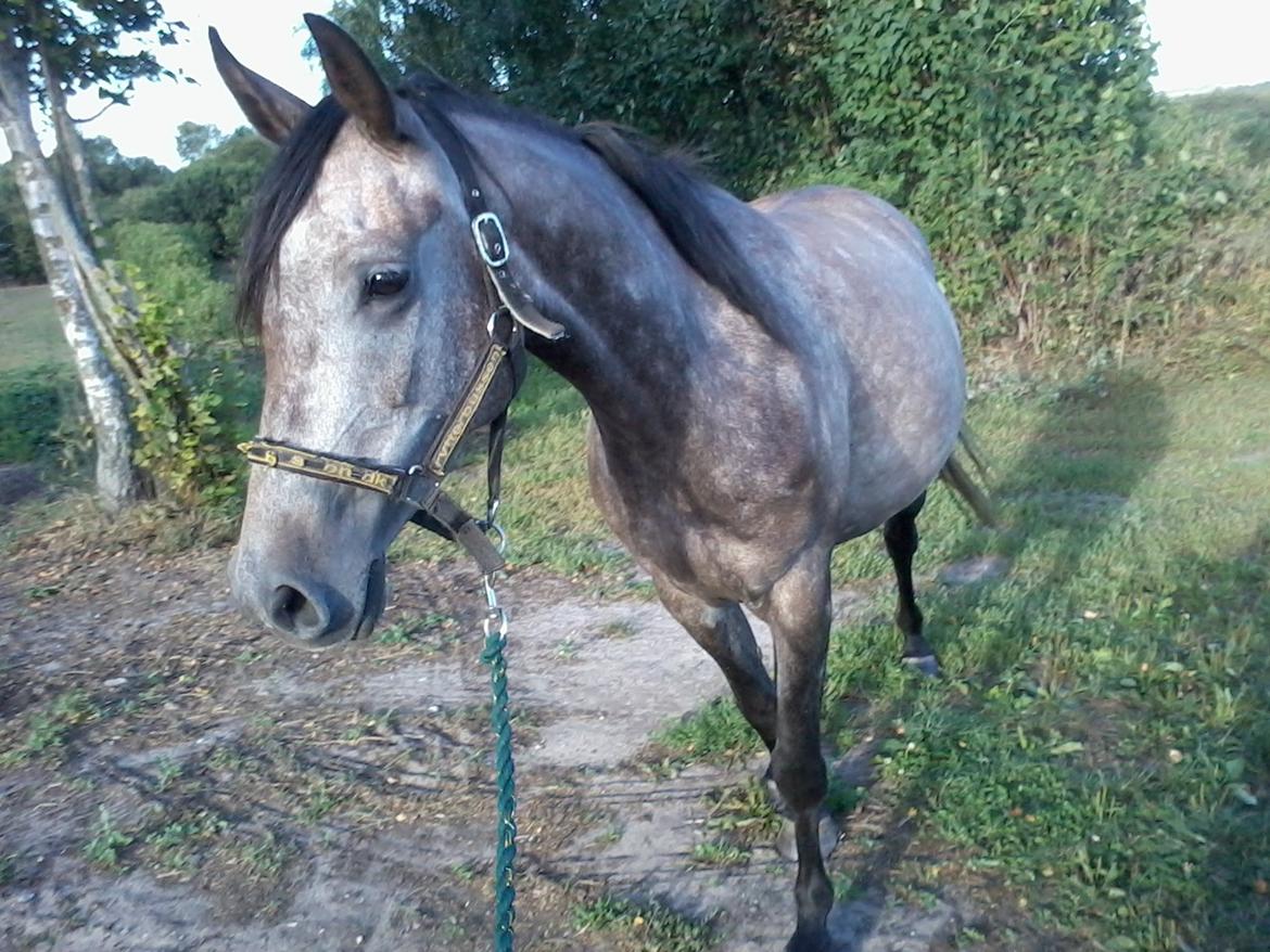 Anden særlig race Payback billede 23