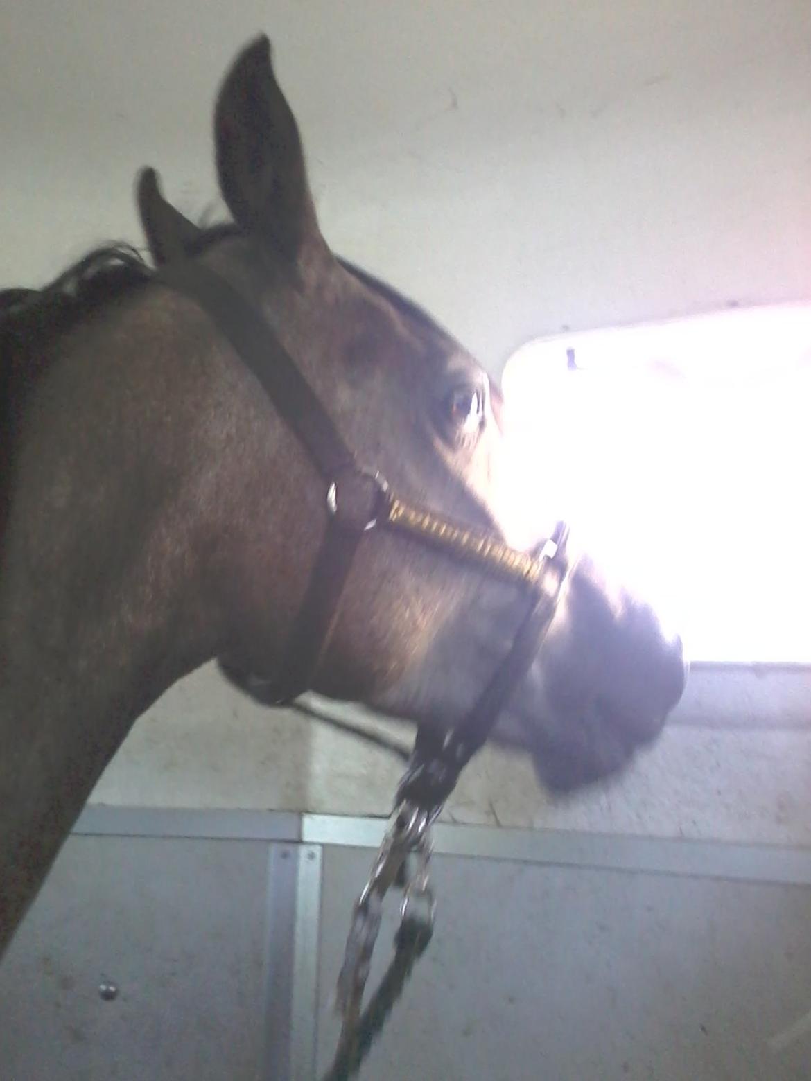 Anden særlig race Payback billede 24